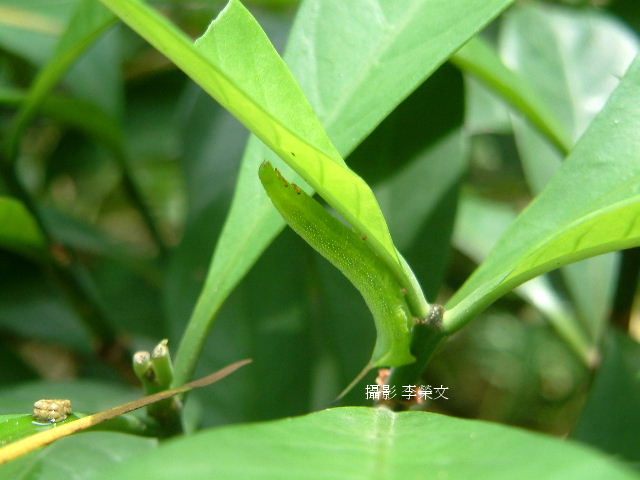 按此在新視窗瀏覽圖片