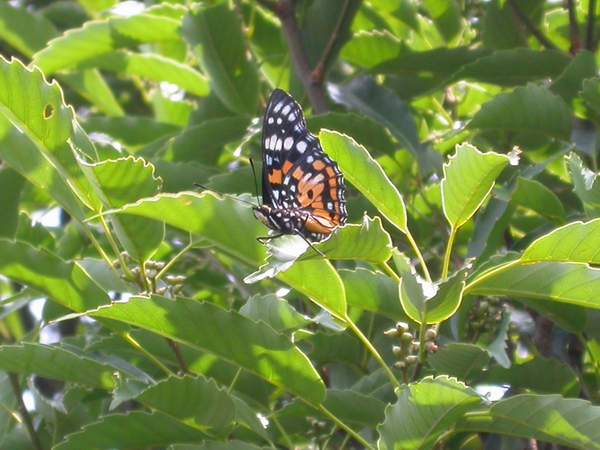 按此在新視窗瀏覽圖片