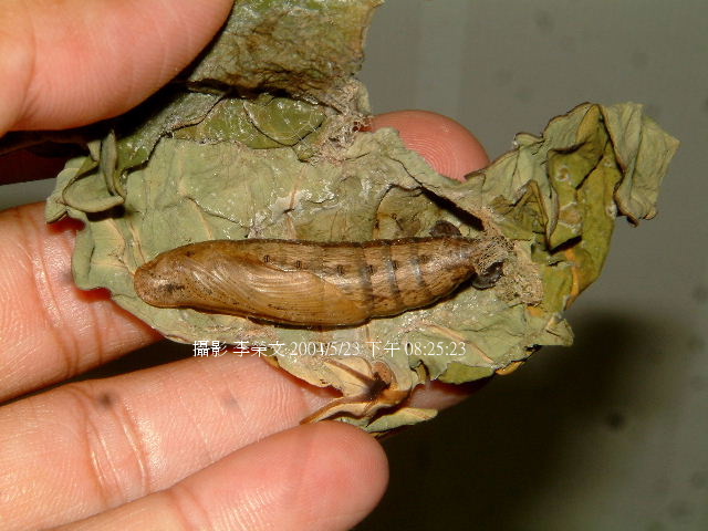 按此在新視窗瀏覽圖片