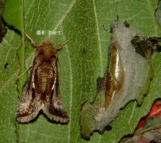 按此在新視窗瀏覽圖片