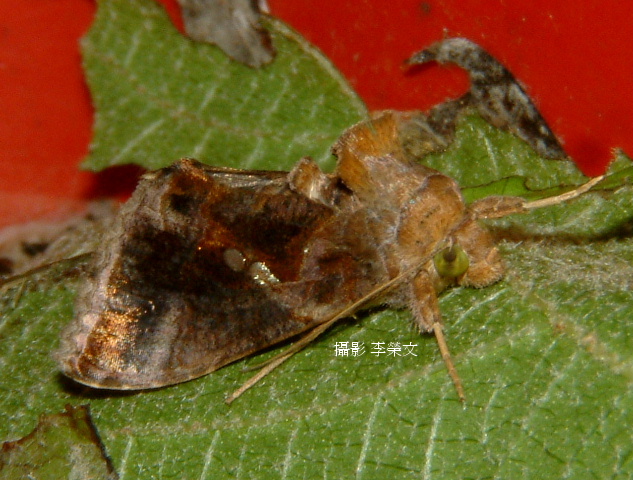 按此在新視窗瀏覽圖片