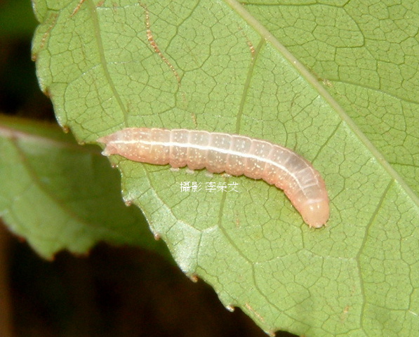 按此在新視窗瀏覽圖片