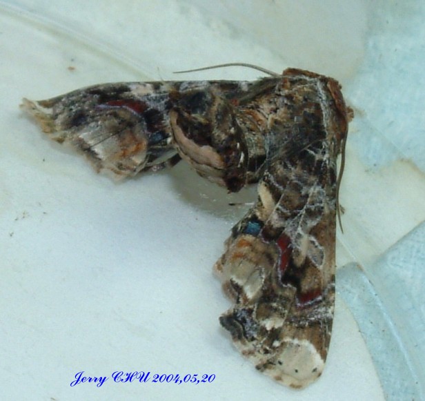 按此在新視窗瀏覽圖片