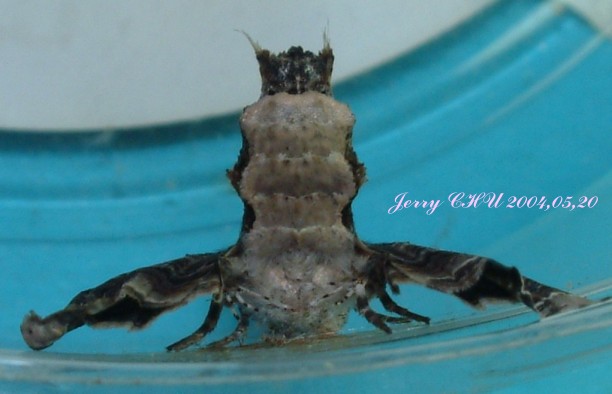 按此在新視窗瀏覽圖片