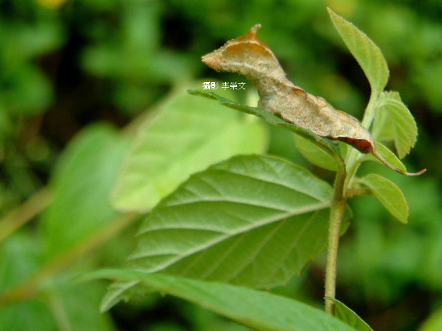按此在新視窗瀏覽圖片