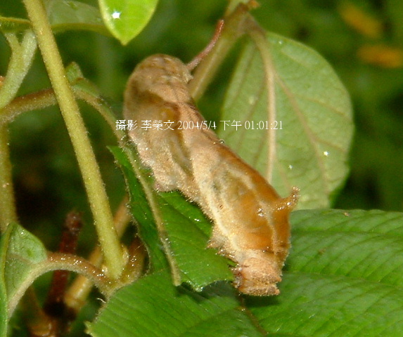 按此在新視窗瀏覽圖片