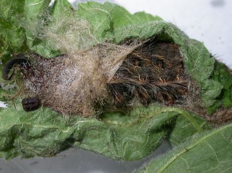 按此在新視窗瀏覽圖片