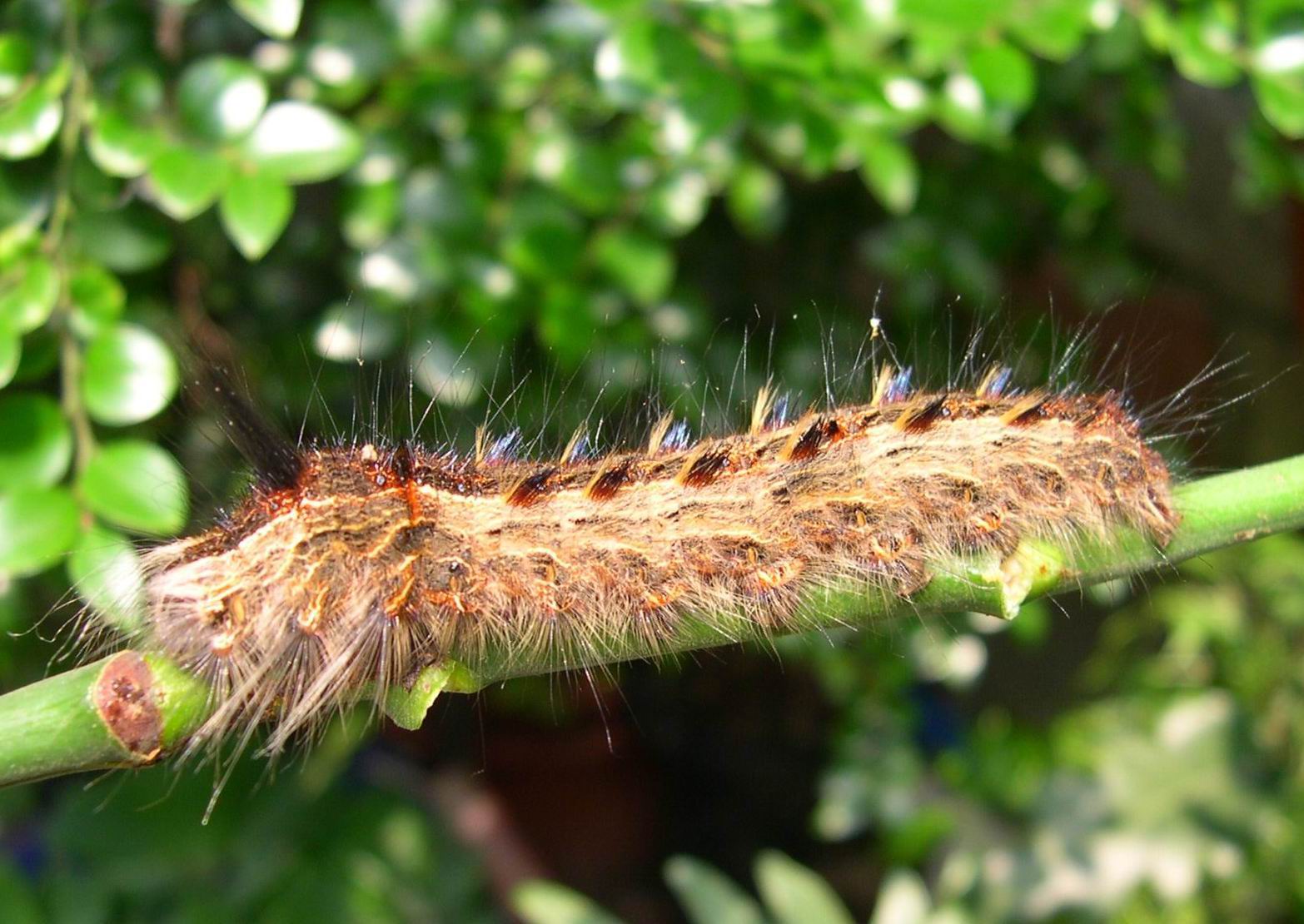 按此在新視窗瀏覽圖片