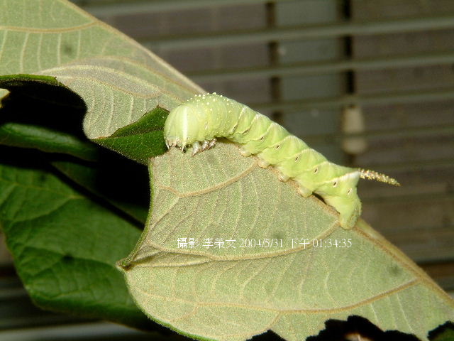 按此在新視窗瀏覽圖片