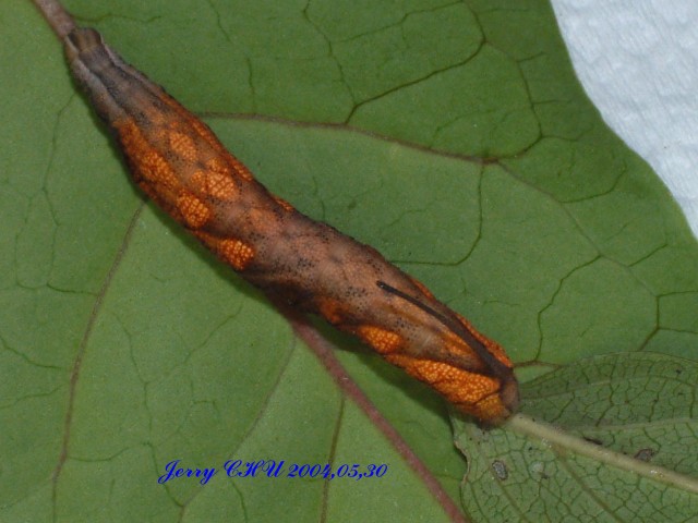 按此在新視窗瀏覽圖片