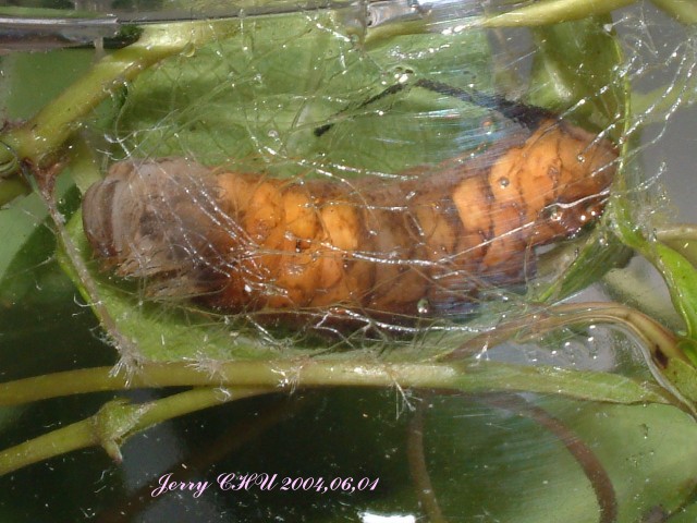 按此在新視窗瀏覽圖片