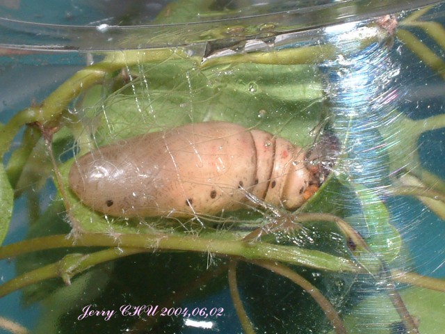 按此在新視窗瀏覽圖片