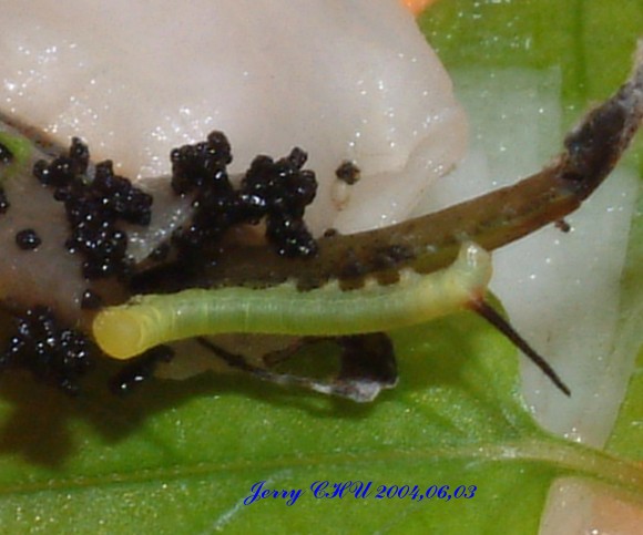 按此在新視窗瀏覽圖片