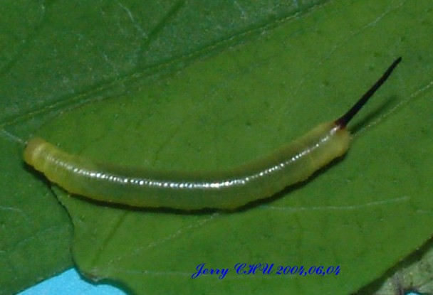 按此在新視窗瀏覽圖片