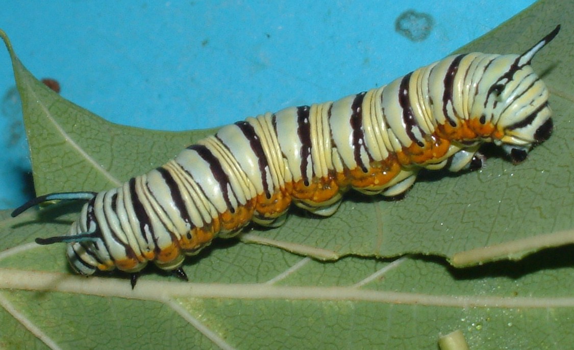 按此在新視窗瀏覽圖片