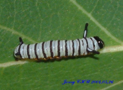 按此在新視窗瀏覽圖片