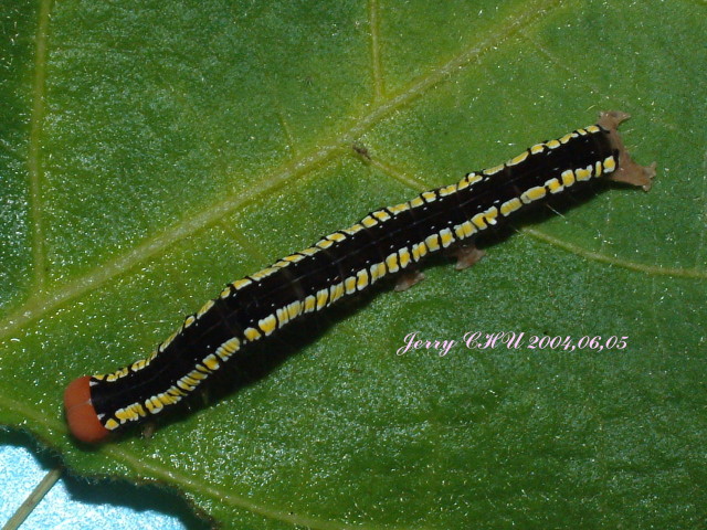 按此在新視窗瀏覽圖片