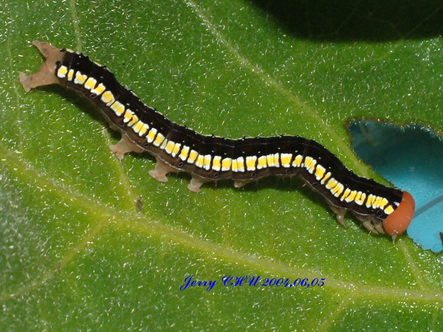 按此在新視窗瀏覽圖片