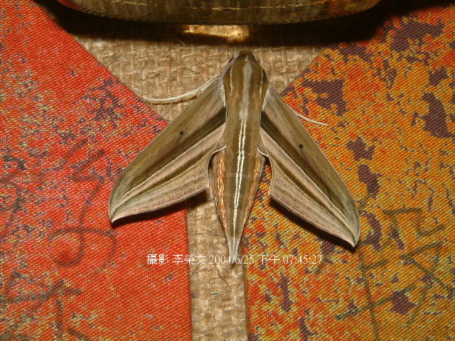 按此在新視窗瀏覽圖片