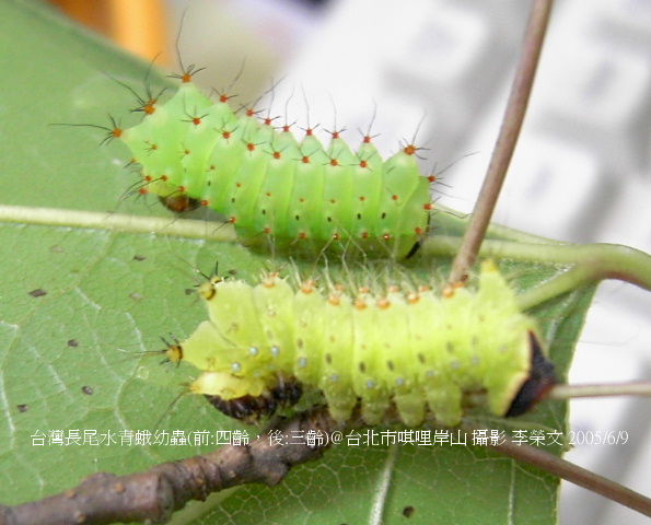 按此在新視窗瀏覽圖片