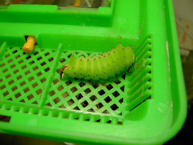 按此在新視窗瀏覽圖片