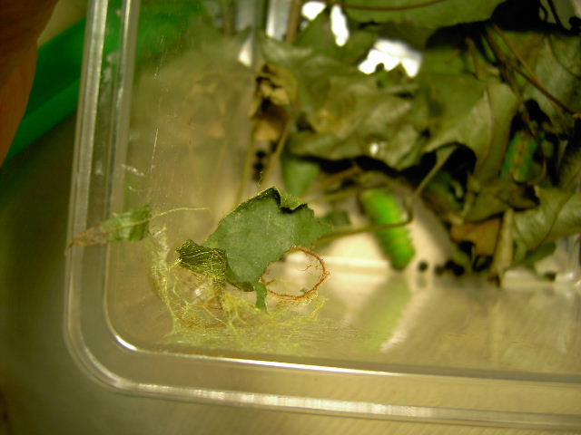 按此在新視窗瀏覽圖片