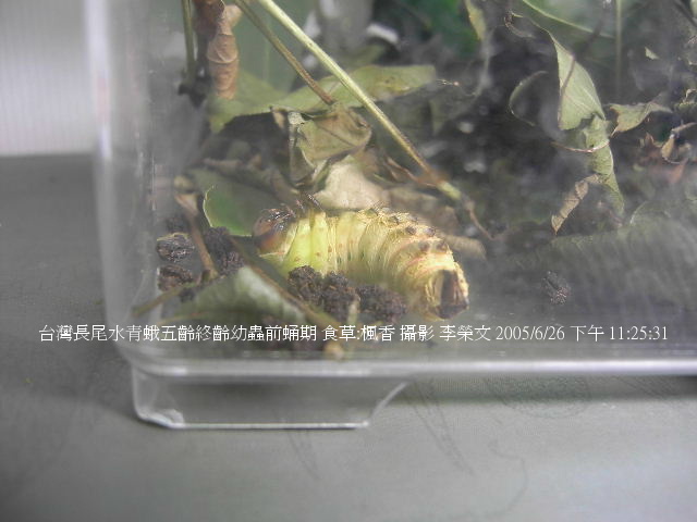 按此在新視窗瀏覽圖片