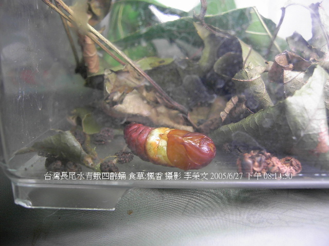 按此在新視窗瀏覽圖片