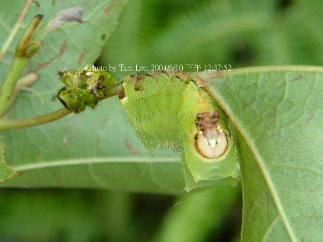 按此在新視窗瀏覽圖片