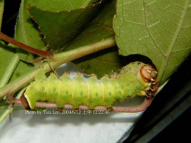 按此在新視窗瀏覽圖片