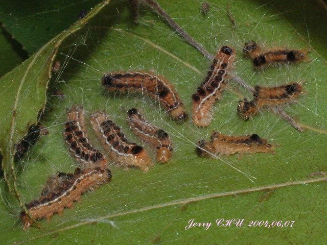 按此在新視窗瀏覽圖片