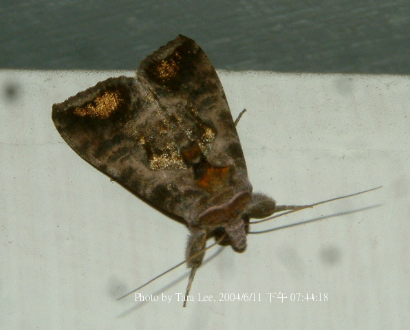 按此在新視窗瀏覽圖片