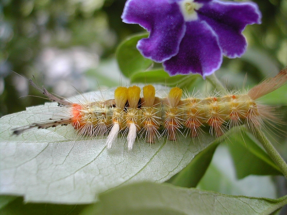 按此在新視窗瀏覽圖片