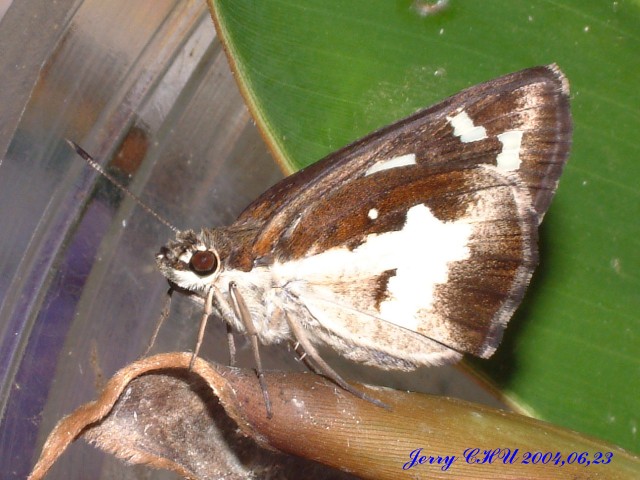 按此在新視窗瀏覽圖片