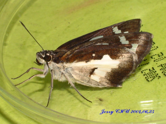 按此在新視窗瀏覽圖片