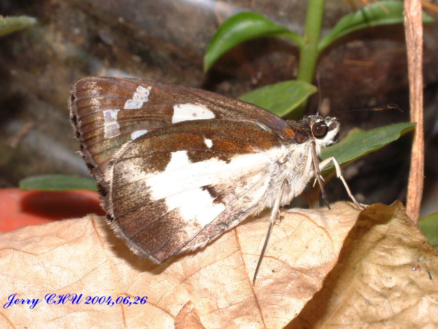 按此在新視窗瀏覽圖片