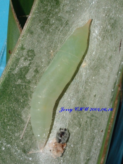 按此在新視窗瀏覽圖片