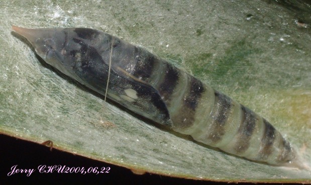 按此在新視窗瀏覽圖片