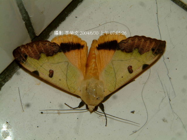 按此在新視窗瀏覽圖片