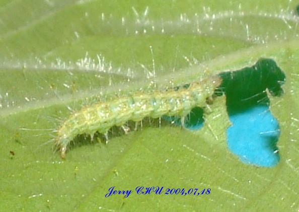 按此在新視窗瀏覽圖片