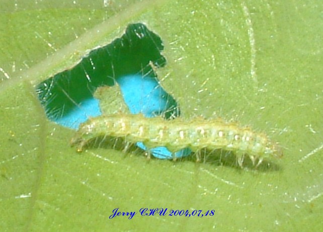 按此在新視窗瀏覽圖片