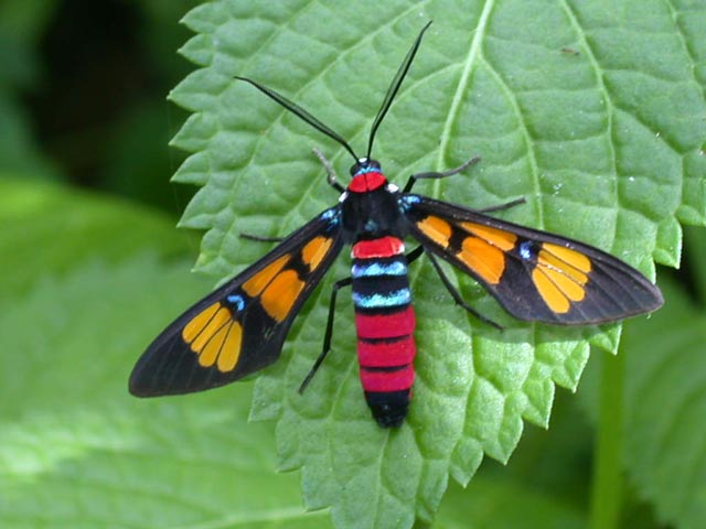 按此在新視窗瀏覽圖片