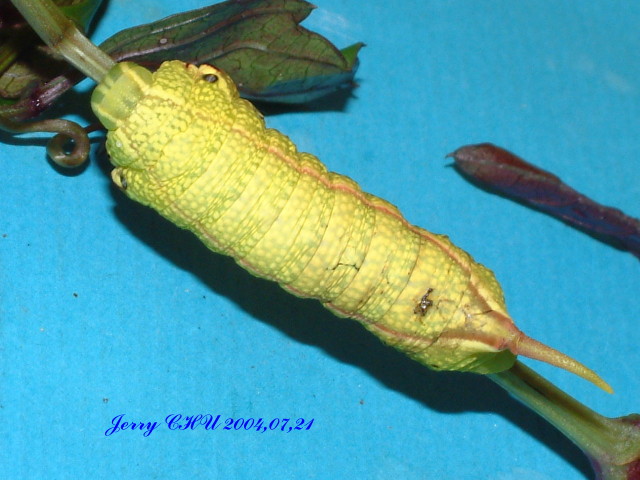 按此在新視窗瀏覽圖片