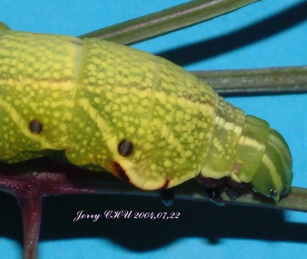 按此在新視窗瀏覽圖片