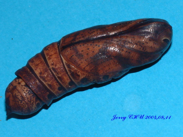 按此在新視窗瀏覽圖片