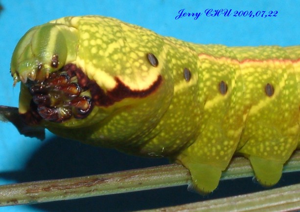 按此在新視窗瀏覽圖片