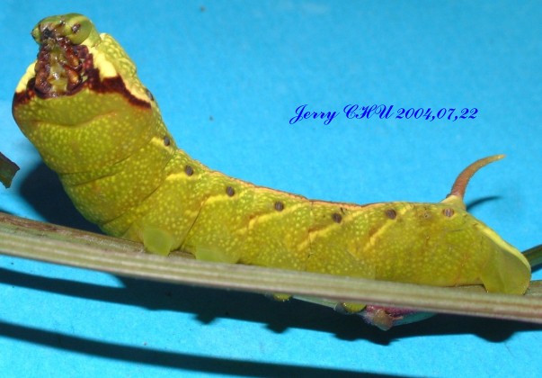 按此在新視窗瀏覽圖片