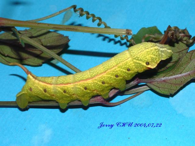 按此在新視窗瀏覽圖片