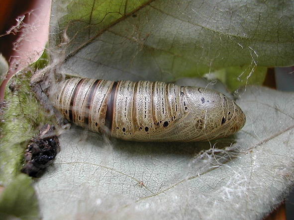 按此在新視窗瀏覽圖片