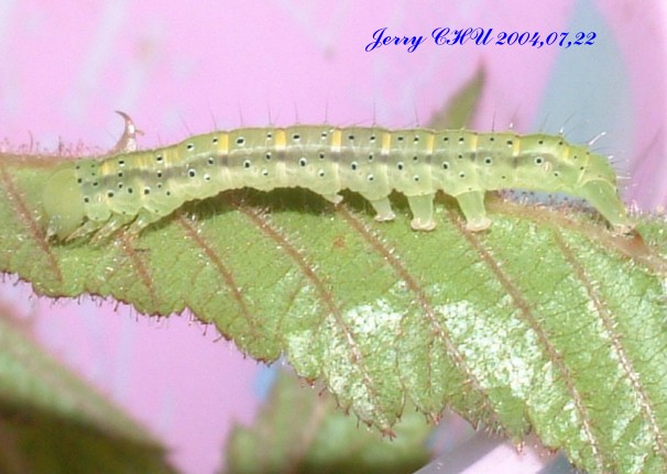 按此在新視窗瀏覽圖片